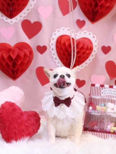 20240209ソックスくん